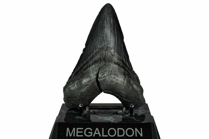 Fossil Megalodon Tooth - South Carolina #332065